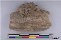 藏品(牡蠣)的圖片